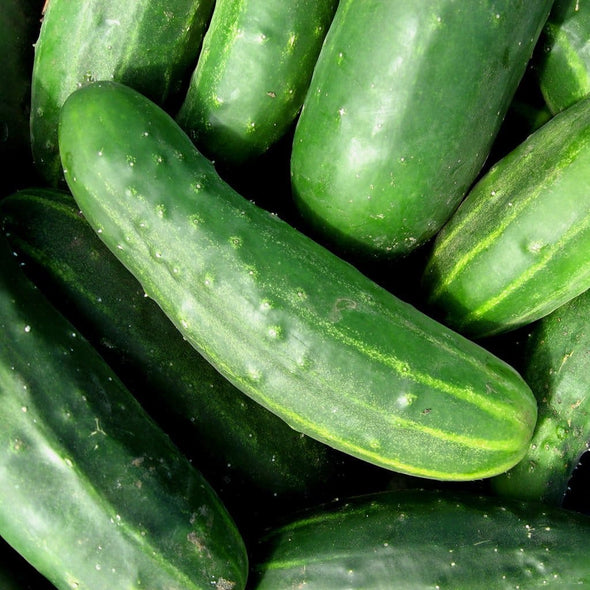 Cucumber Marketer - (Cucumis Sativus) Seeds