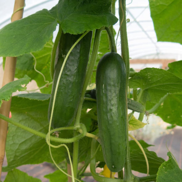 Cucumber Muncher - (Cucumis Sativus) Seeds