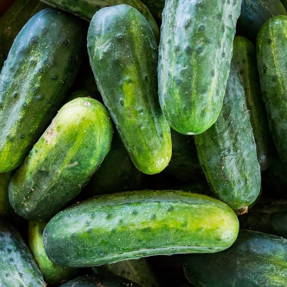 Cucumber National Pickling - (Cucumis Sativus) Seeds