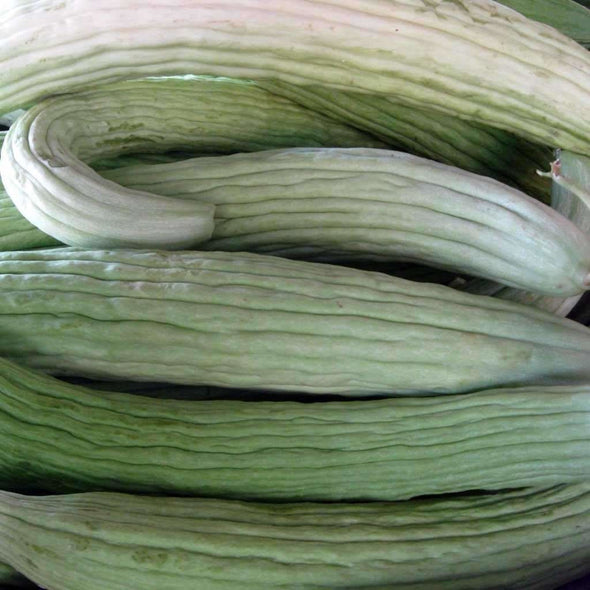 Cucumber Pale Armenian - (Cucumis Melo Flexuosus) Seeds