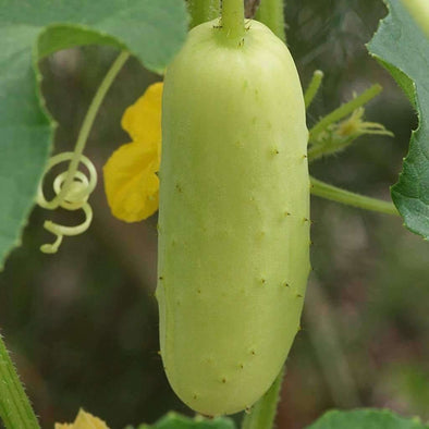 Cucumber Poona Kheera - (Cucumis Sativus) Seeds
