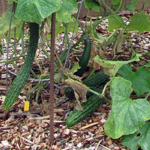 Cucumber Suyo Long - (Cucumis Sativus) Seeds