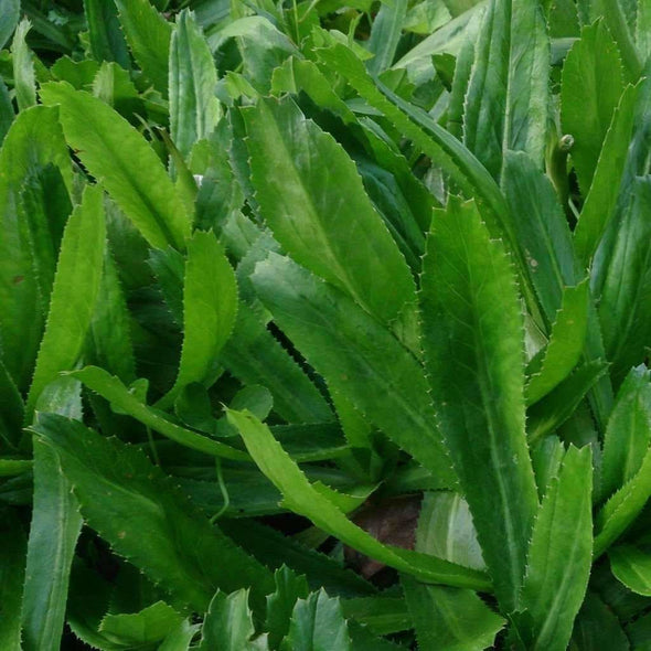 Culantro - (Eryngium Foetidum) Seeds