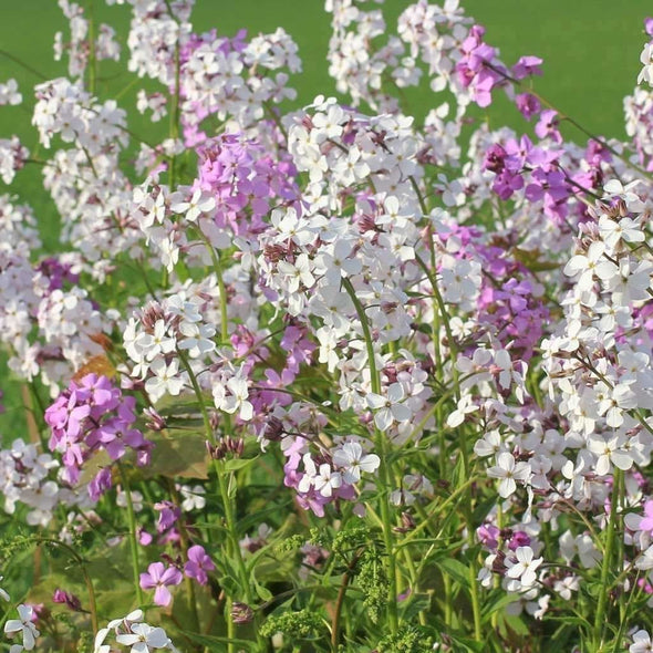 Dames Rocket Mixed Colors - (Hesperis Matronalis) Seeds