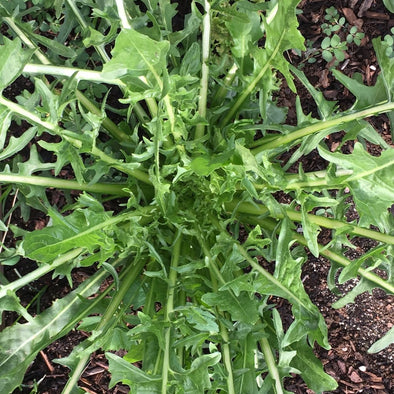 Dandelion (Italian) Catalogna Frastagliata - (Cichorium Intybus) Seeds