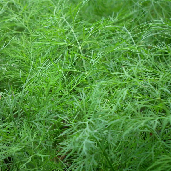 Dill Dukat - (Anethum Graveolens) Seeds