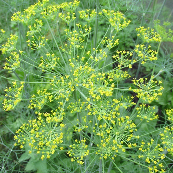 Dill 'Mammoth Long Island' - (Anethum graveolens) seeds - amkha-seed.myshopify.com