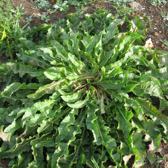 Dock Curly - (Rumex Crispus) Seeds