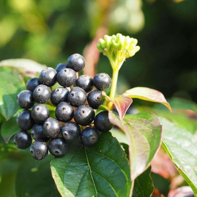 Dogwood - (Cornus Sanguinea) Seeds