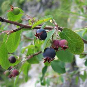Dwarf Garden Serviceberry - (Amelanchier Ovalis) Seeds