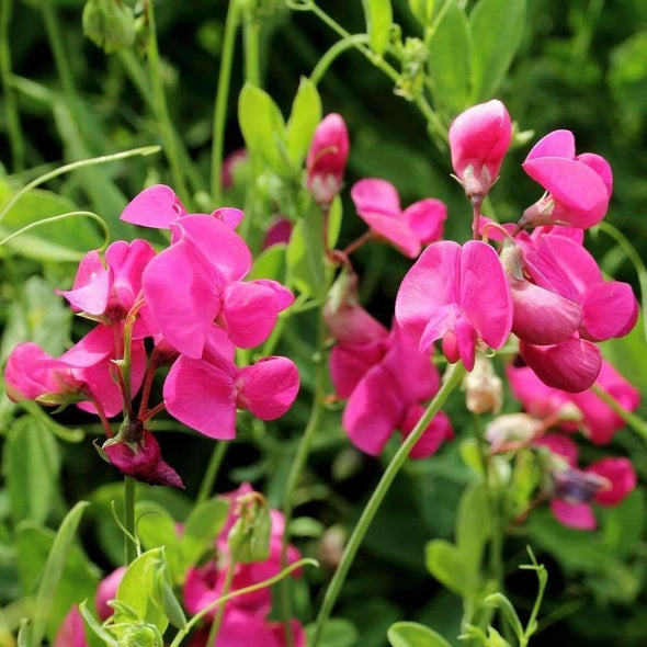 Earthnut Pea - (Lathyrus Tuberosus) Seeds