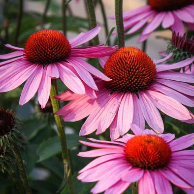 Echinacea Purple Coneflower - (Echinacea Purpurea) Seeds