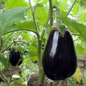 Eggplant Black Beauty - (Solanum Melongena) Seeds