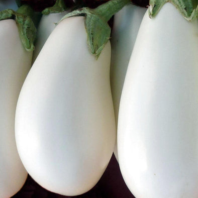Eggplant 'Casper' - (Solanum melongena) seeds - amkha-seed.myshopify.com
