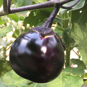 Eggplant (Japanese) Kamo - (Solanum Melongena) Seeds