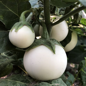 Eggplant Lao White Egg - (Solanum Melongena) Seeds