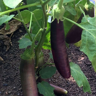 Eggplant Long Purple - (Solanum Melongena) Seeds
