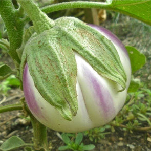 Eggplant Rosa Bianica - (Solanum Melongena) Seeds