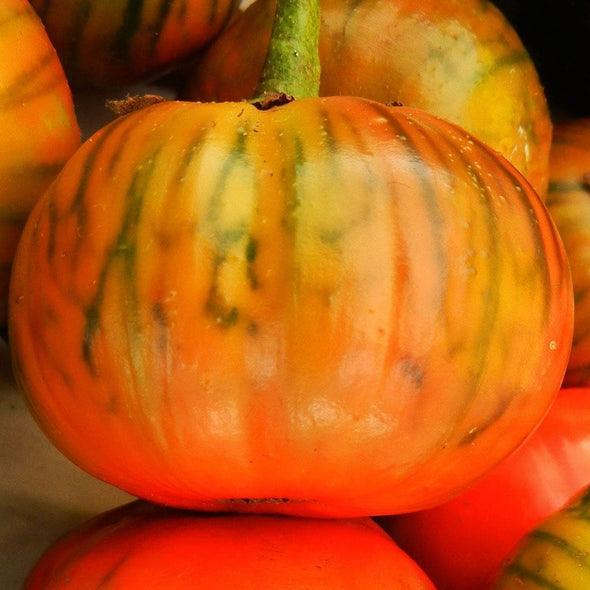 Eggplant Turkish Orange - (Solanum Melongena) Seeds