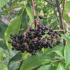 Elderberry American - (Sambucus Canadensis) Seeds