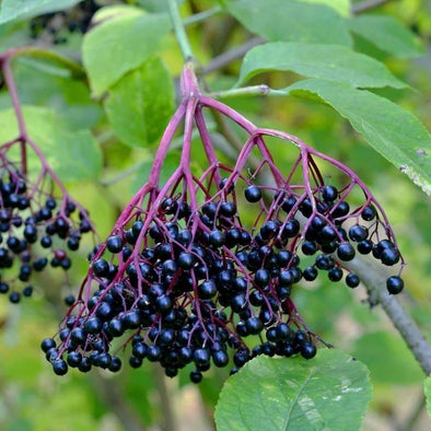 Elderberry Black - (Sambucus Nigra) Seeds
