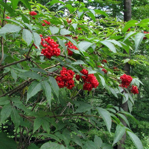 Elderberry European Red - (Sambucus Racemosa) Seeds