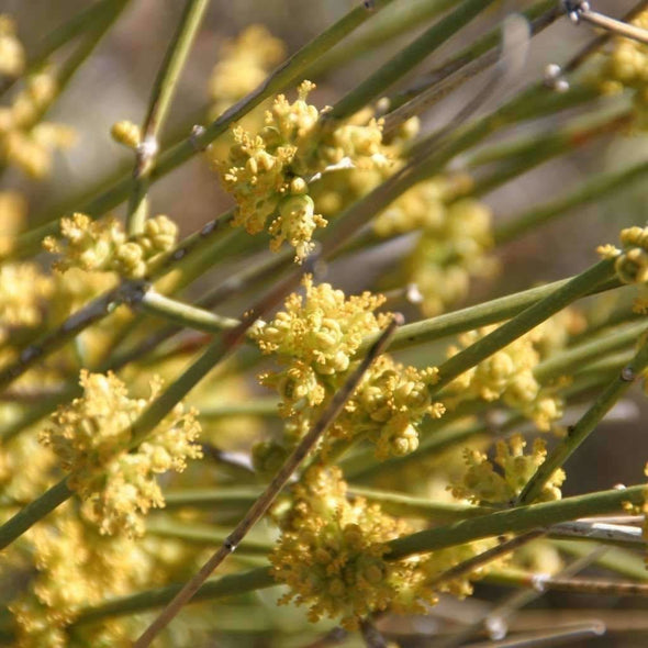 Ephedra American - (Ephedra Nevadensis) Seeds