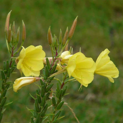 Evening Primrose Common - (Oenothera Biennis) Seeds