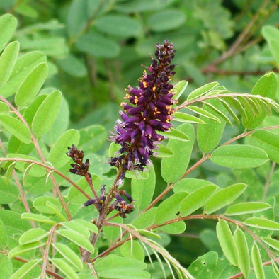 False Indigo - (Amorpha fruticosa) seeds - amkha-seed.myshopify.com