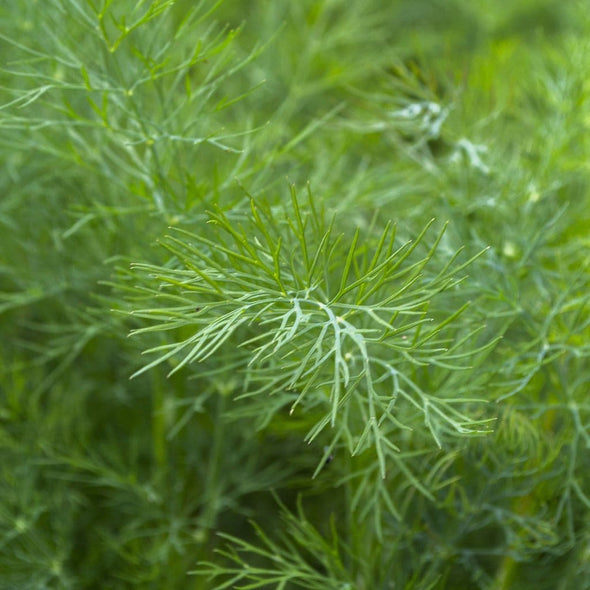 Fennel Grosfruchtiger - (Foeniculum Vulgare) Seeds