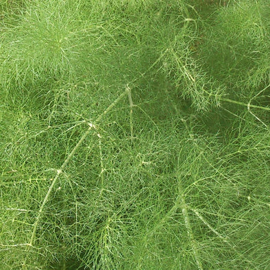 Fennel Wild - (Foeniculum Vulgare) Seeds