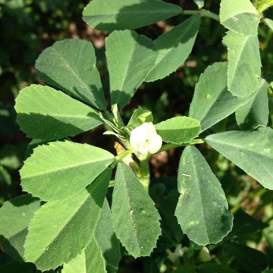 Fenugreek - (Trigonella Foenum-Graecum) Seeds