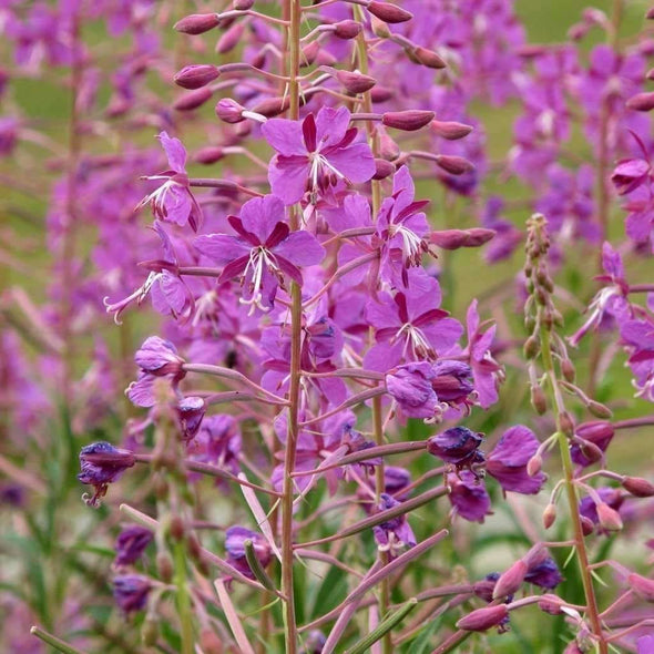 Fireweed (Willowherb) - (Epilobium Angustifolium) Seeds