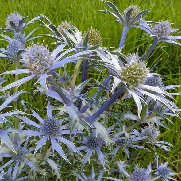 Flat Sea Holly (Blue) - (Eryngium Planum) Seeds