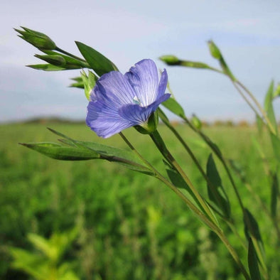 Flax Golden - (Linum Usitatissimum) Seeds