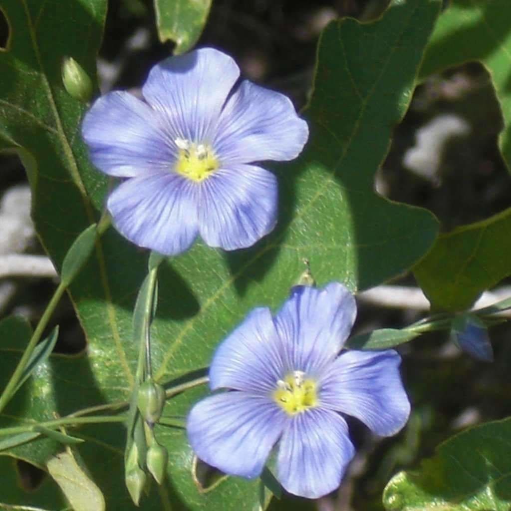 Seeds for Perennial Flax | Linum perenne | Amkha Seed
