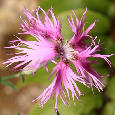 Fringed Pink - (Dianthus Superbus) Seeds