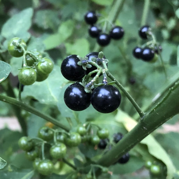 Garden Huckleberry Chichiquelite - (Solanum Melanocerasum) Seeds