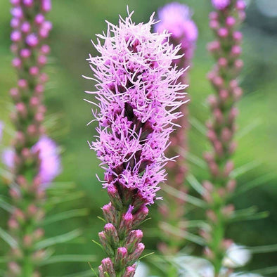 Gayfeather - (Liatris Spicata) Seeds