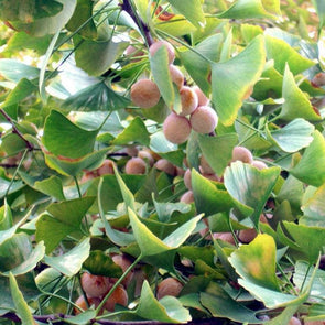 Ginkgo Biloba Seeds
