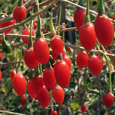 Goji Berry - (Lycium Chinense) Seeds