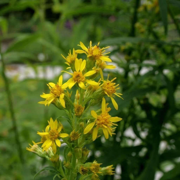 Goldenrod - (Solidago Virgaurea) Seeds