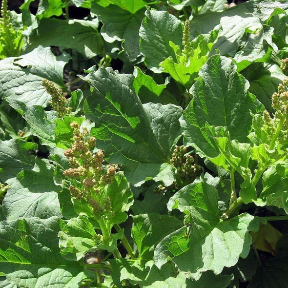 Good-King-Henry - (Chenopodium Bonus-Henricus) Seeds