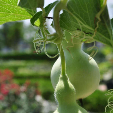 Gourd Calabash - (Lagenaria Siceraria) Seeds