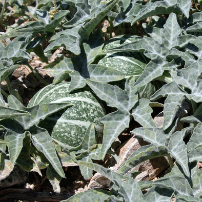 Gourd Coyote - (Cucurbita Palmata) Seeds