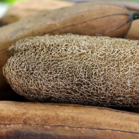 Gourd Luffa Sponge - (Luffa Cylindrica) Seeds