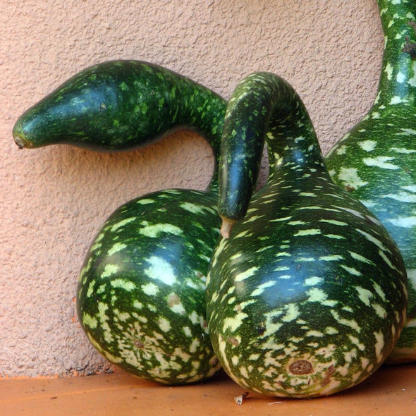 Gourd Speckled Swan - (Cucurbita Pepo) Seeds