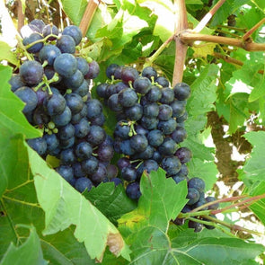 Grape Common - (Vitis Vinifera) Seeds