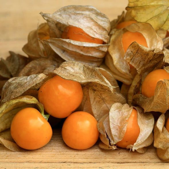 Ground Cherry Goldie - (Physalis Peruviana) Seeds