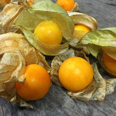 Ground Cherry Pineapple - (Physalis Peruviana) Seeds